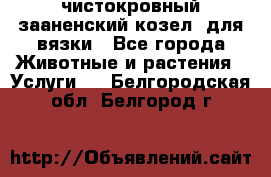 чистокровный зааненский козел  для вязки - Все города Животные и растения » Услуги   . Белгородская обл.,Белгород г.